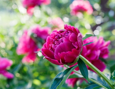 Pünkösdi hétvége a Palaceban